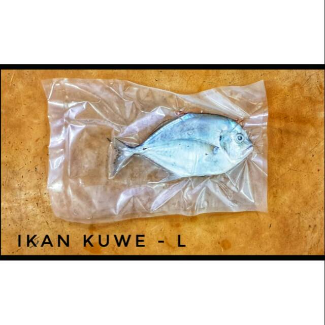 

IKAN KUWE - L