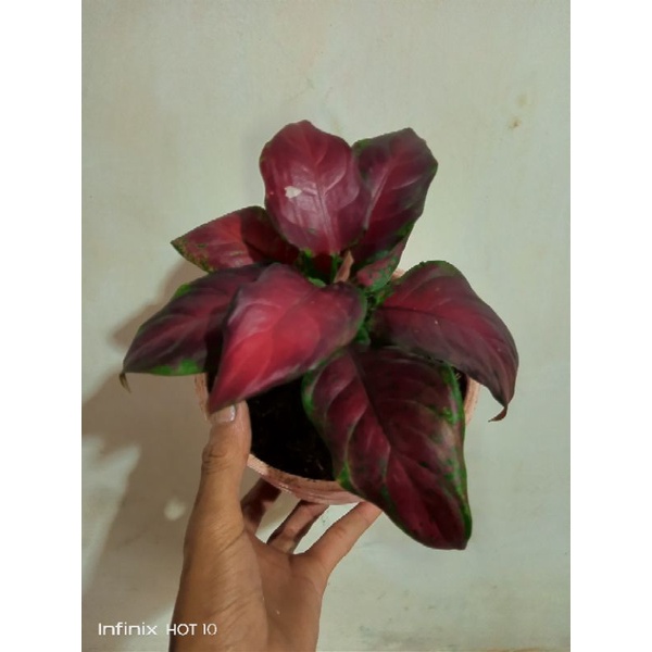 Tanaman hias Bibit/benih aglonema black maroon