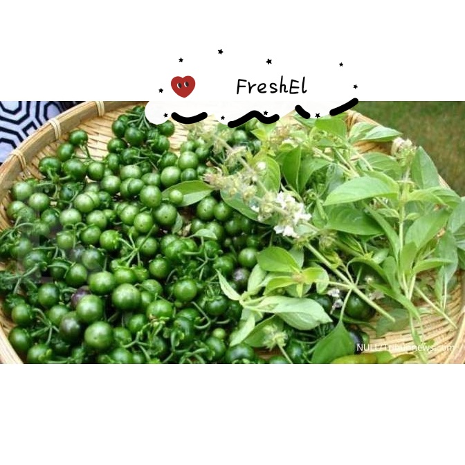 

FreshEl - LEUCA / LENCA / LEUNCA / LEUNCHA