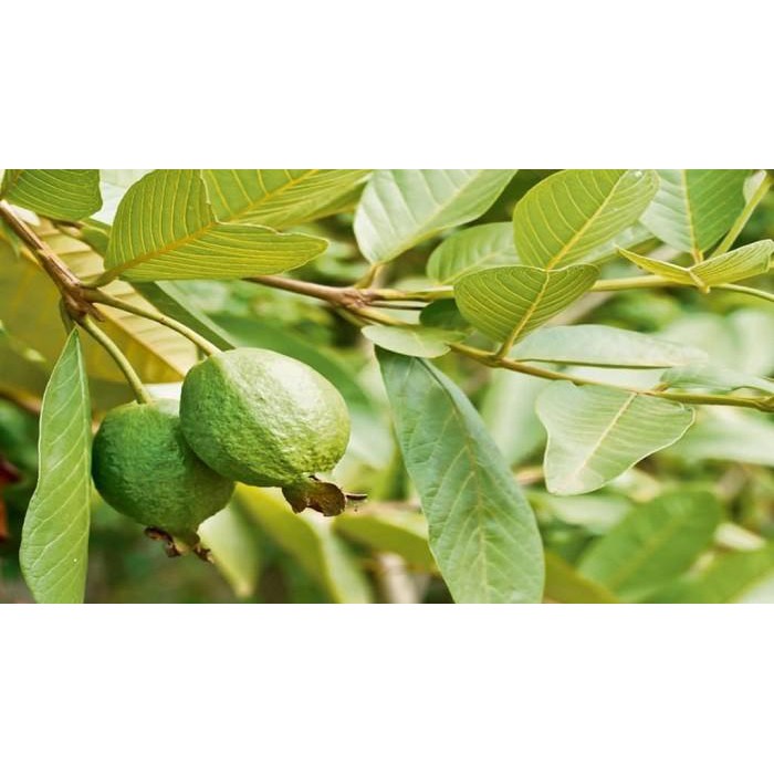 Bubuk Daun Jambu Biji 250 g Simplisia Serbuk Murni Psidium guajava