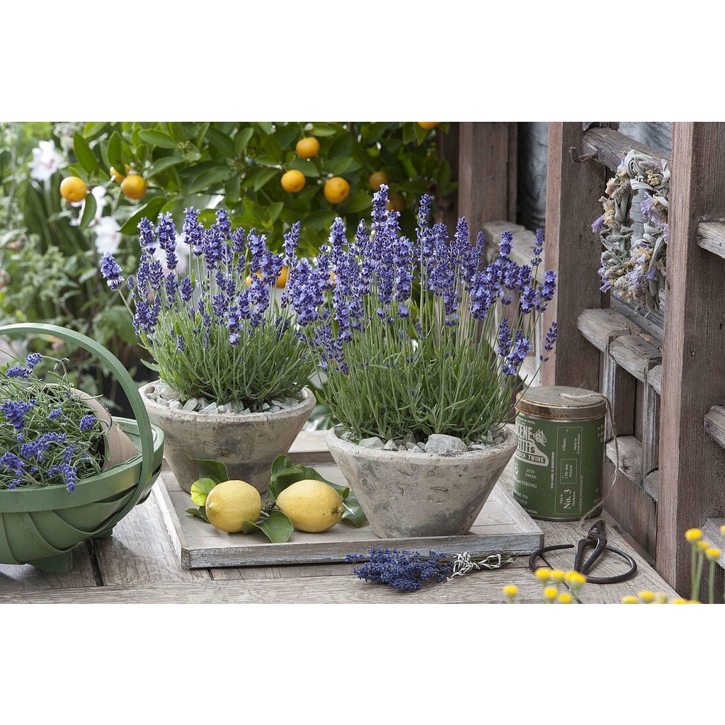 Benih Bibit Biji - Bunga Lavender Hidcote Blue Strain Herb Flower Seeds - IMPORT