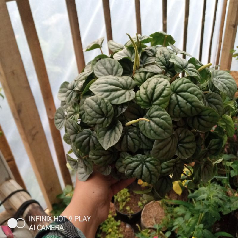 tanaman hias hipotesis gantung rimbun