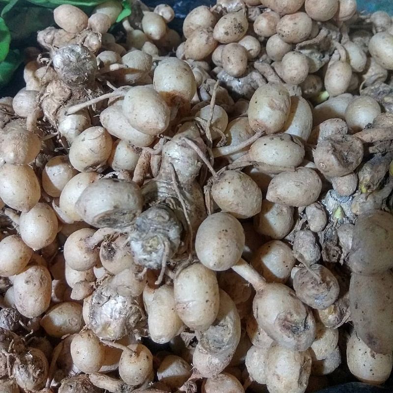 

KUNYIT PUTIH SEGAR 500GR