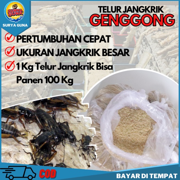 

Ready Telur Jangkrik Kualitas Super Kemasan 500gram