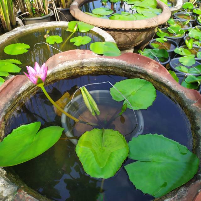 tanaman teratai/pohon teratai/tanama air teratai