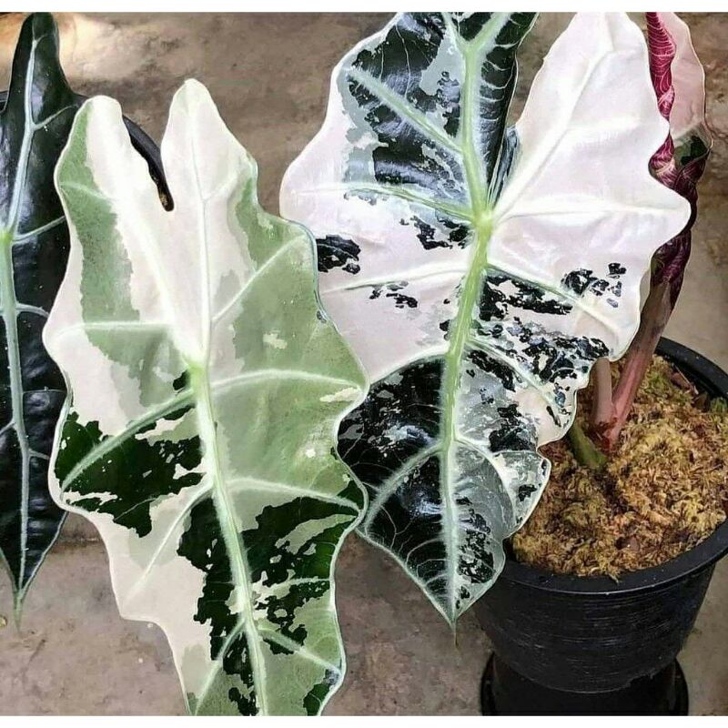 NewSale Umbi Caladium keladi Amazon Varigata Original