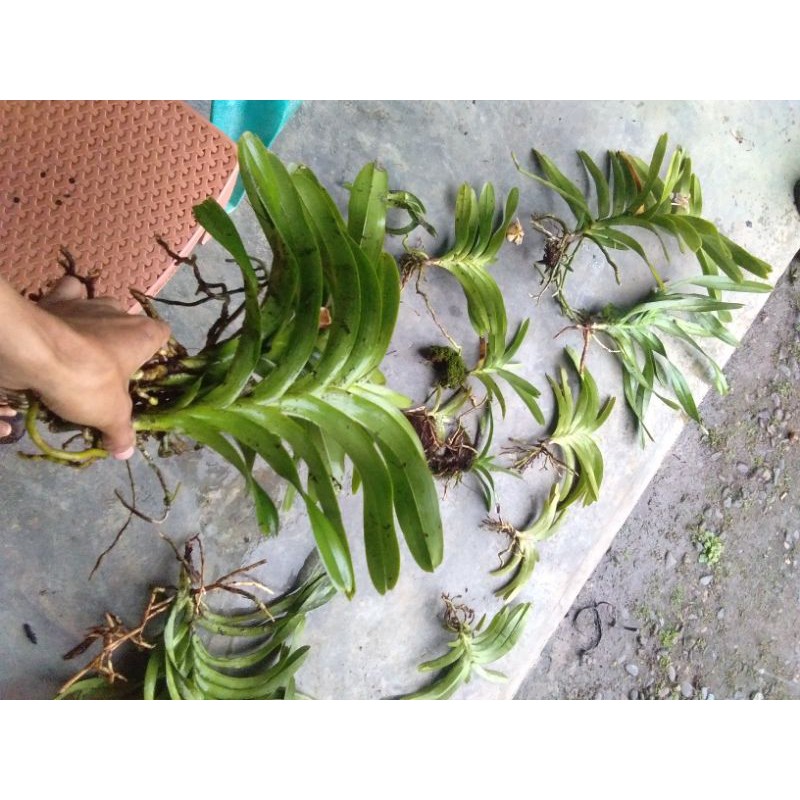 Anggrek Vanda Foetida Bibit