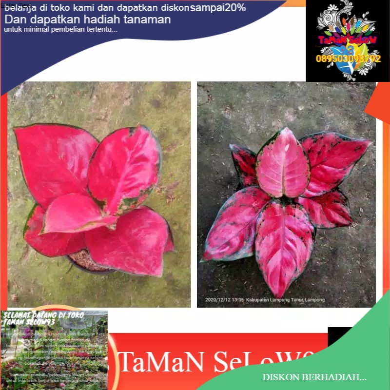paket 2 aglonema suksom jaipong-aglonema red anjamani