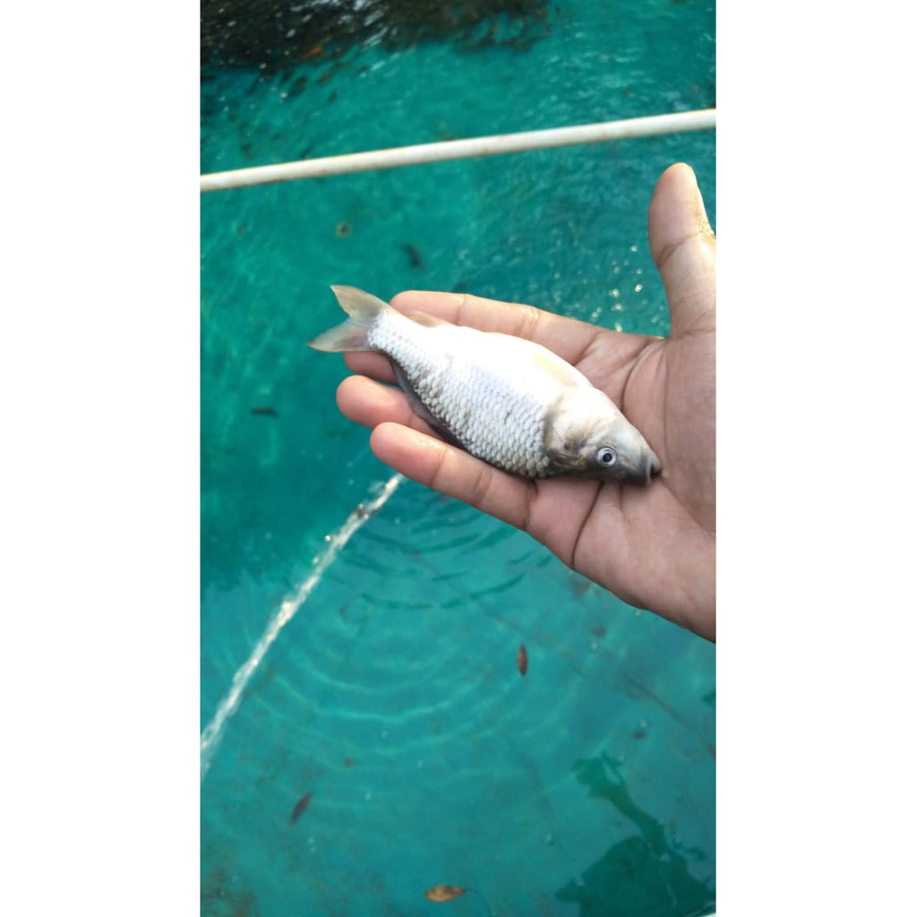

Bibit ikan emas hitam