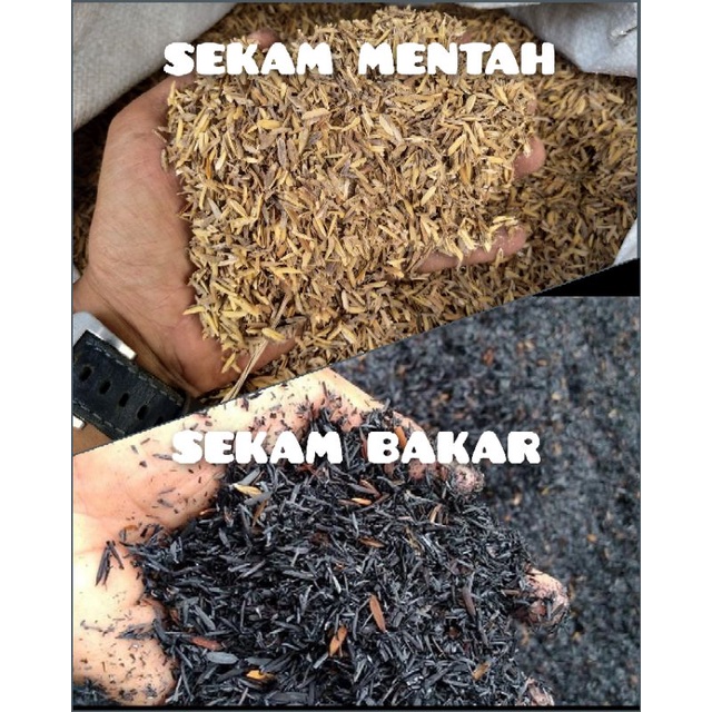 Jual Media Tanam Sekam Padi Sekam Mentah Fermentasi Sekam Bakar Kg Shopee Indonesia