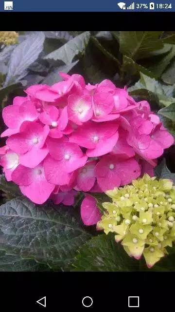 Tanaman bunga panca warna / hortensia / hydrangea