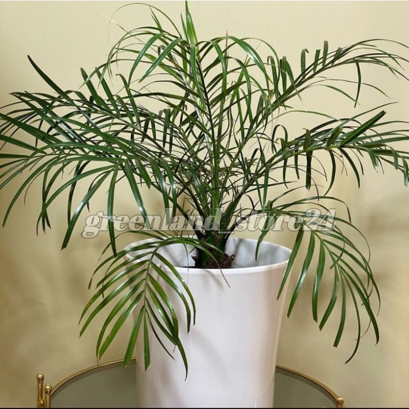 Bibit palem Phoenix - palem Phoenix - pohon palem phoenix - bibit pohon palem - pohon palem