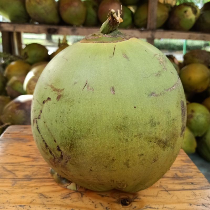 

Kelapa Muda