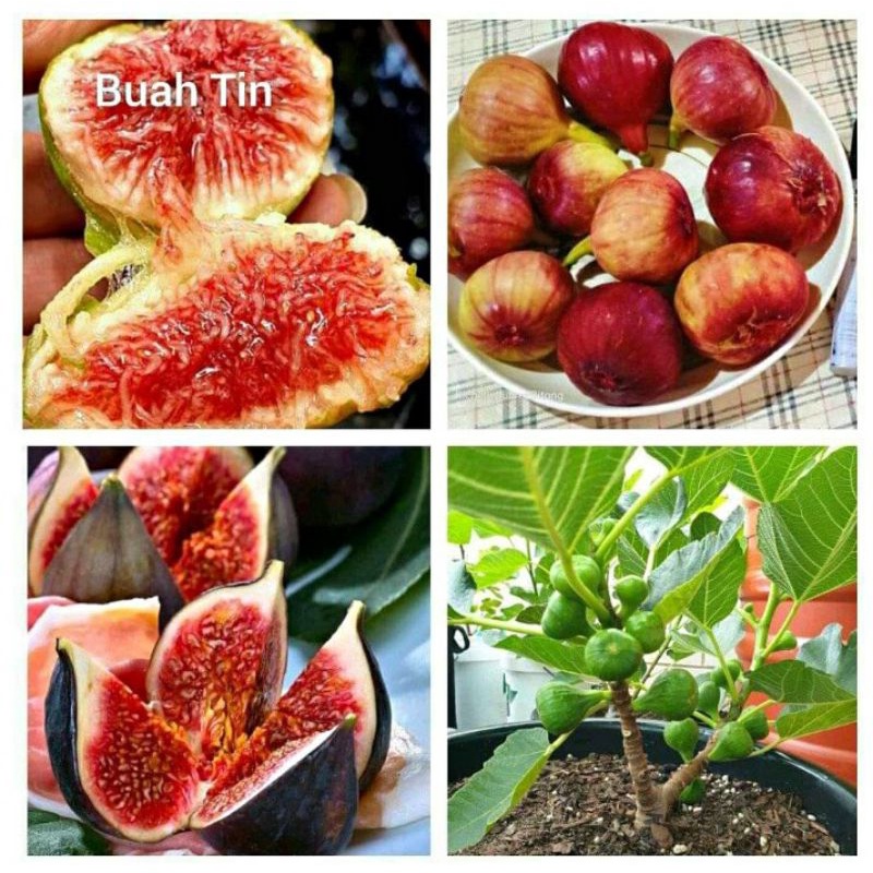 Buah TIN / Buah Tin 1 KG ( FRESH )
