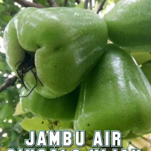 BIBIT BUAH JAMBU AIR CINCALU HIJAU