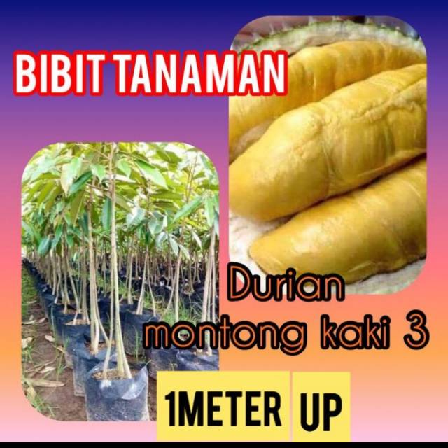 Bibit Durian monthong Kaki 3 Tinggi 1 meter