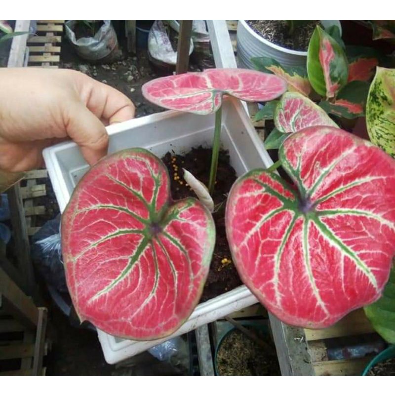 anakan keladi import caladium tembikai dan big boss