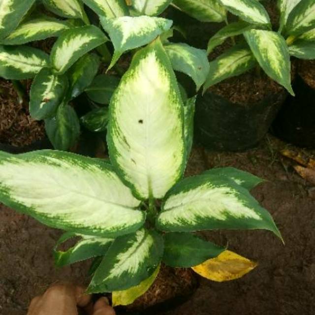 Tanaman blanceng susu / pohon blanceng susu