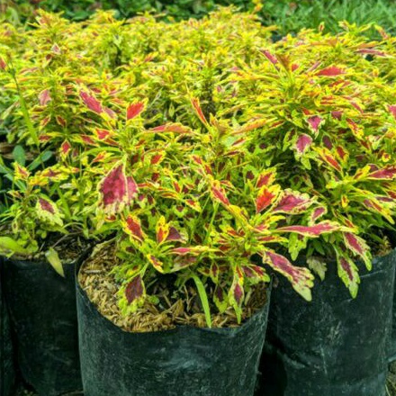 Miana / tanaman miana / bunga miana / miana tanaman hias / yellow side