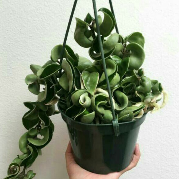 Tanaman hias hoya compakta - hoya curly bunga hidup hiasan rumah dan taman