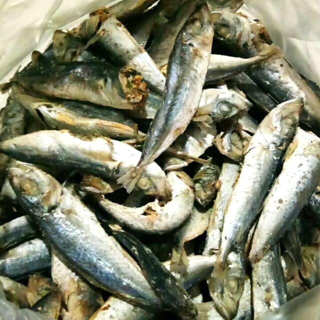 

Ikan Asin Tongkol baby 1kg