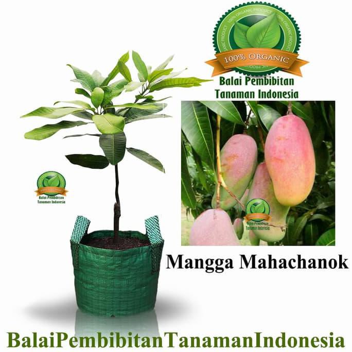 Rr Bibit Mangga Mahachanok / Bibit Buah / Tanaman