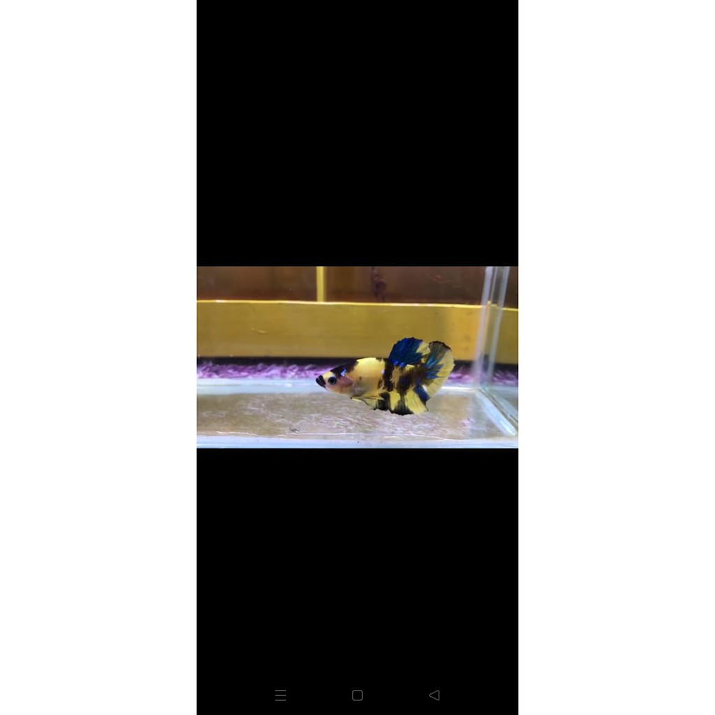 cupang Yellow koi Thailand