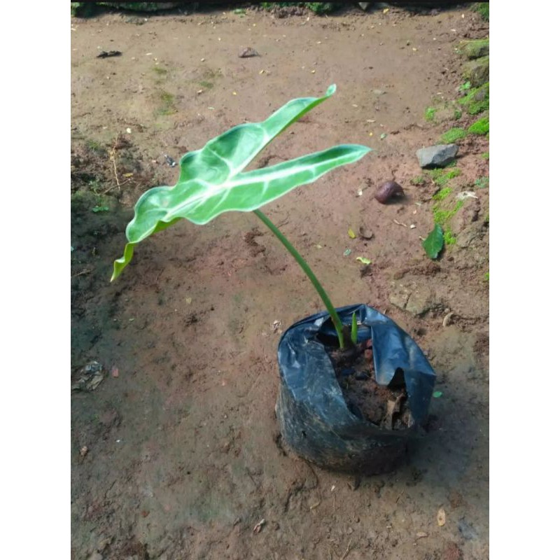 KELADI HIDUP BONGGOL KELADI KELINCI 7 BIJI