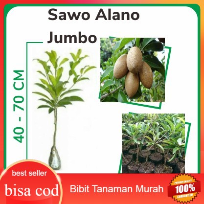 Bibit Sawo Alano Jumbo