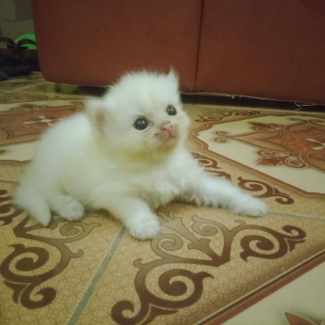 hikmahhanifah