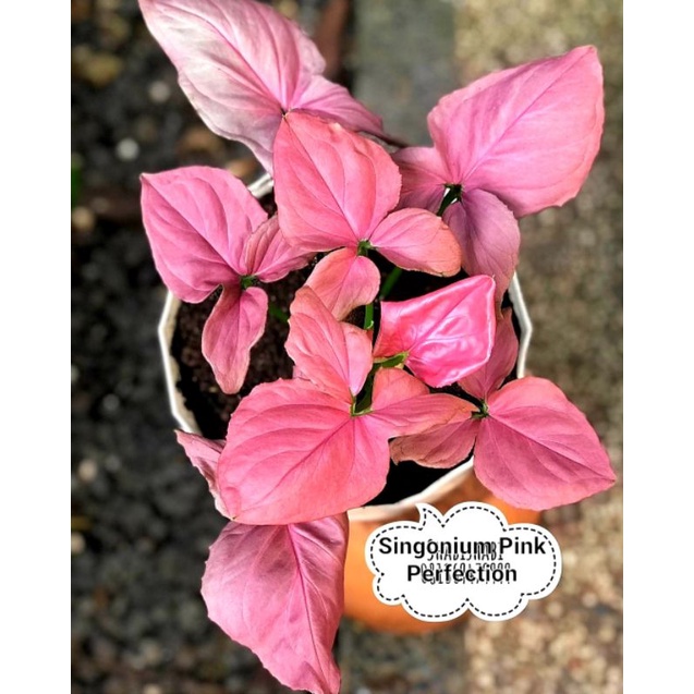 Syngonium Pink Perfection | Tanaman Hias Syngonium Pink Robusta Perfection