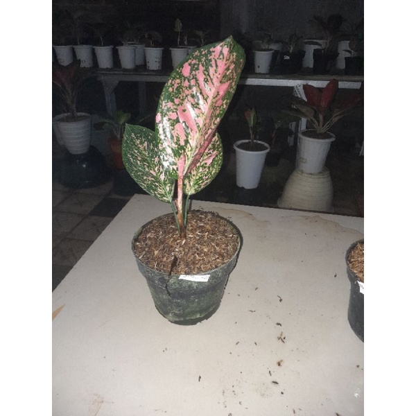 aglonema rubi aw harga lelang