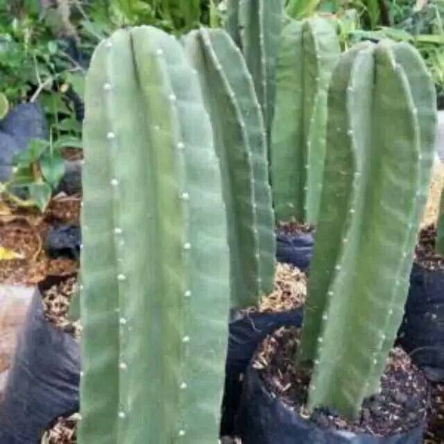 kaktus koboi  / kaktus belimbing koboy