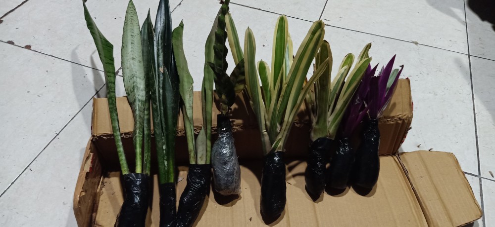 Tanaman Hias Bromelia Varigata - Pohon Bromel Varigata