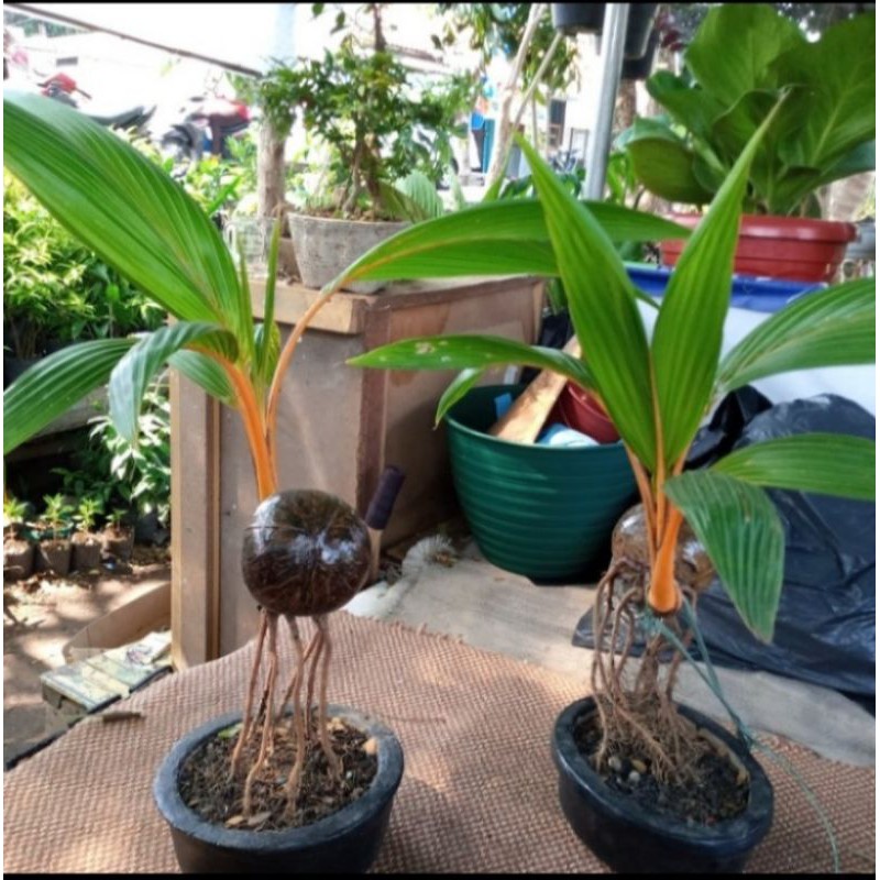Pohon Bonsai Kelapa//Tanaman Bonsai kelapa