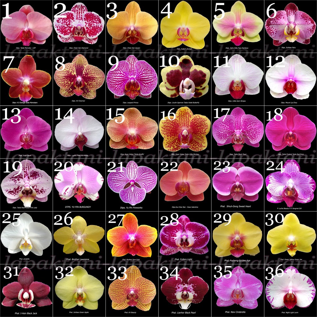 Anggrek botol (BERVARIASI ) warna mix - Bibit Botol Anggrek Bulan Cattleya Dendrobium Phalaenopsis Vanda Hybrid Hibrida paktanibunga