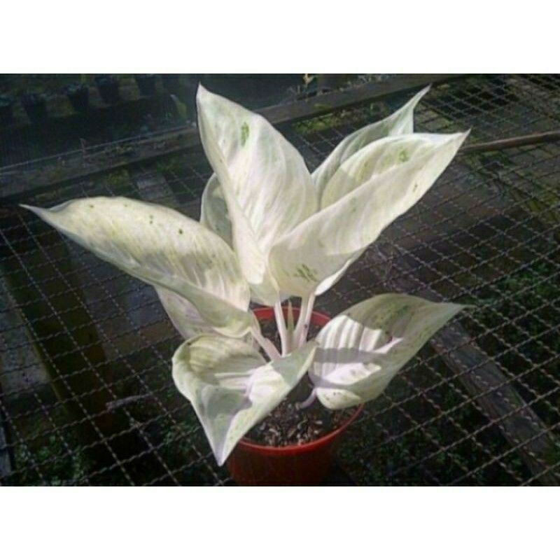 promo bibit bonggol aglonema legacy salju