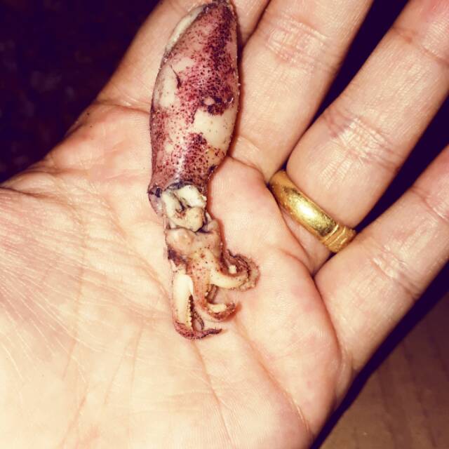 

Cumi kering telor baby cumi