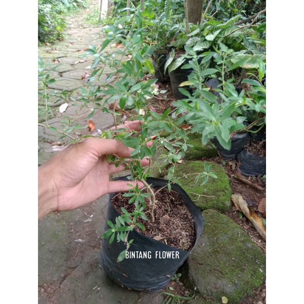 tanaman bonsai seribu bintang - bahan bonsai serbin lokal