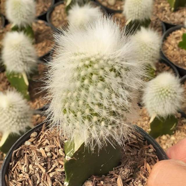 Kaktus old man opuntia