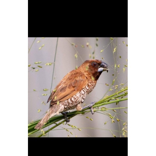 BURUNG EMPRIT - BURUNG PIPIT - EMPRIT POLOS