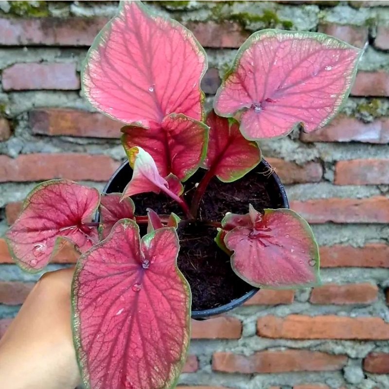 Caladium Red Jaguar / bunga keladi / tanaman hias keladi murah / tanaman keladi hidup / caladium tha