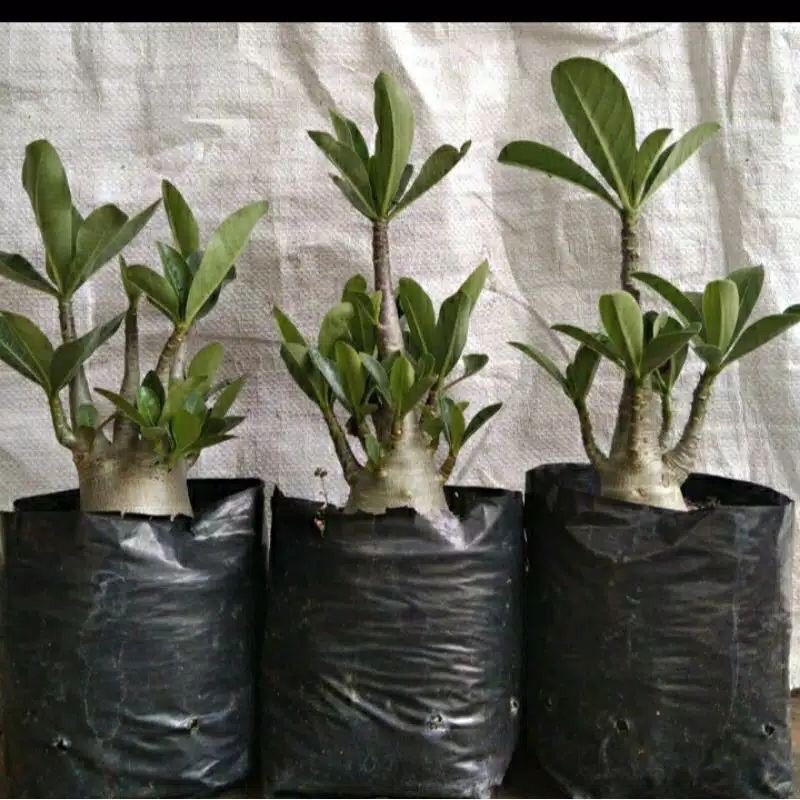 paket 3 adenium cabang 1000 bonggol besar