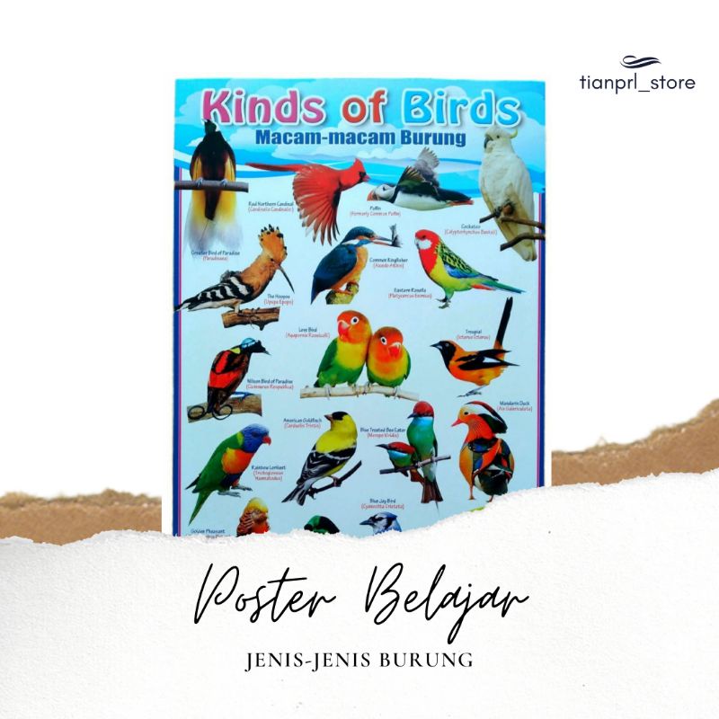 

POSTER BELAJAR MACAM-MACAM BURUNG