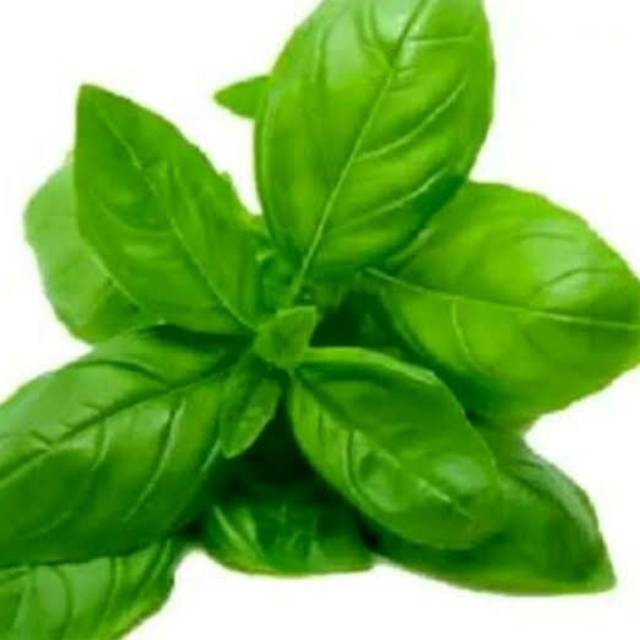 

DAUN BASIL 1 Pack