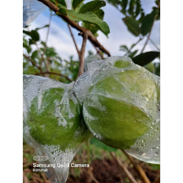 

jambu kristal Kebumen (guava seedless)