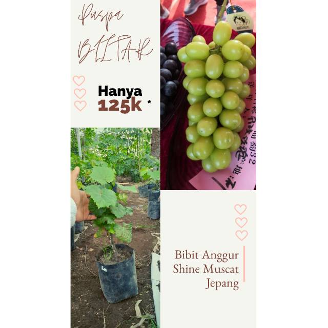 Bibit Anggur Shine Muscat (Hijau)
