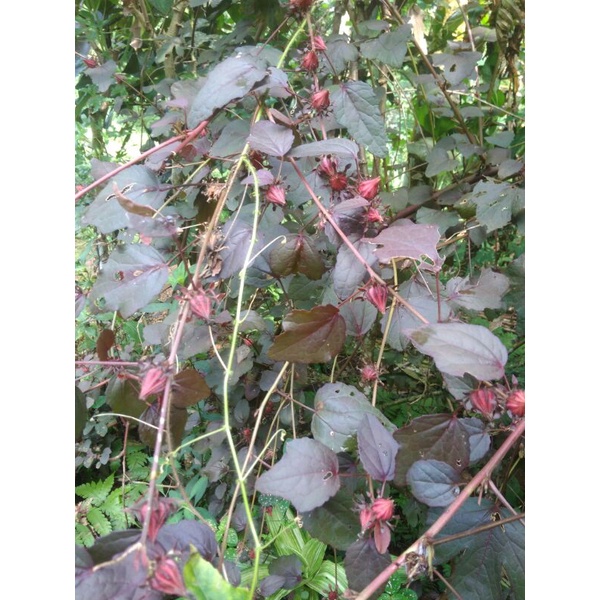 Biji benih tanaman Rosella,bunga Rosella