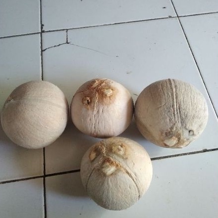 

Buah Kelapa Kopyor Isi Tebal Ukuran L