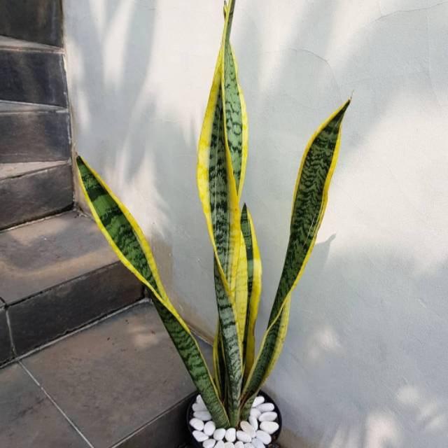 Tanaman hias sensivera lidah mertua + pot hitam uk 20